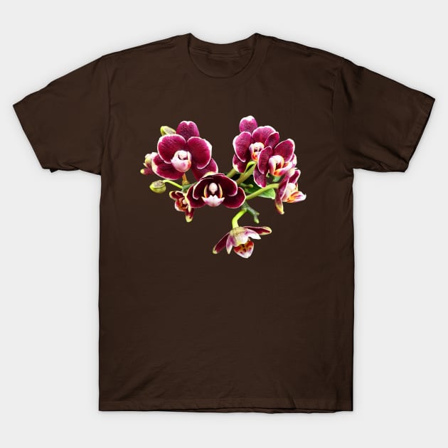 Phalaenopsis Lioulin Sparrow T-Shirt by SusanSavad